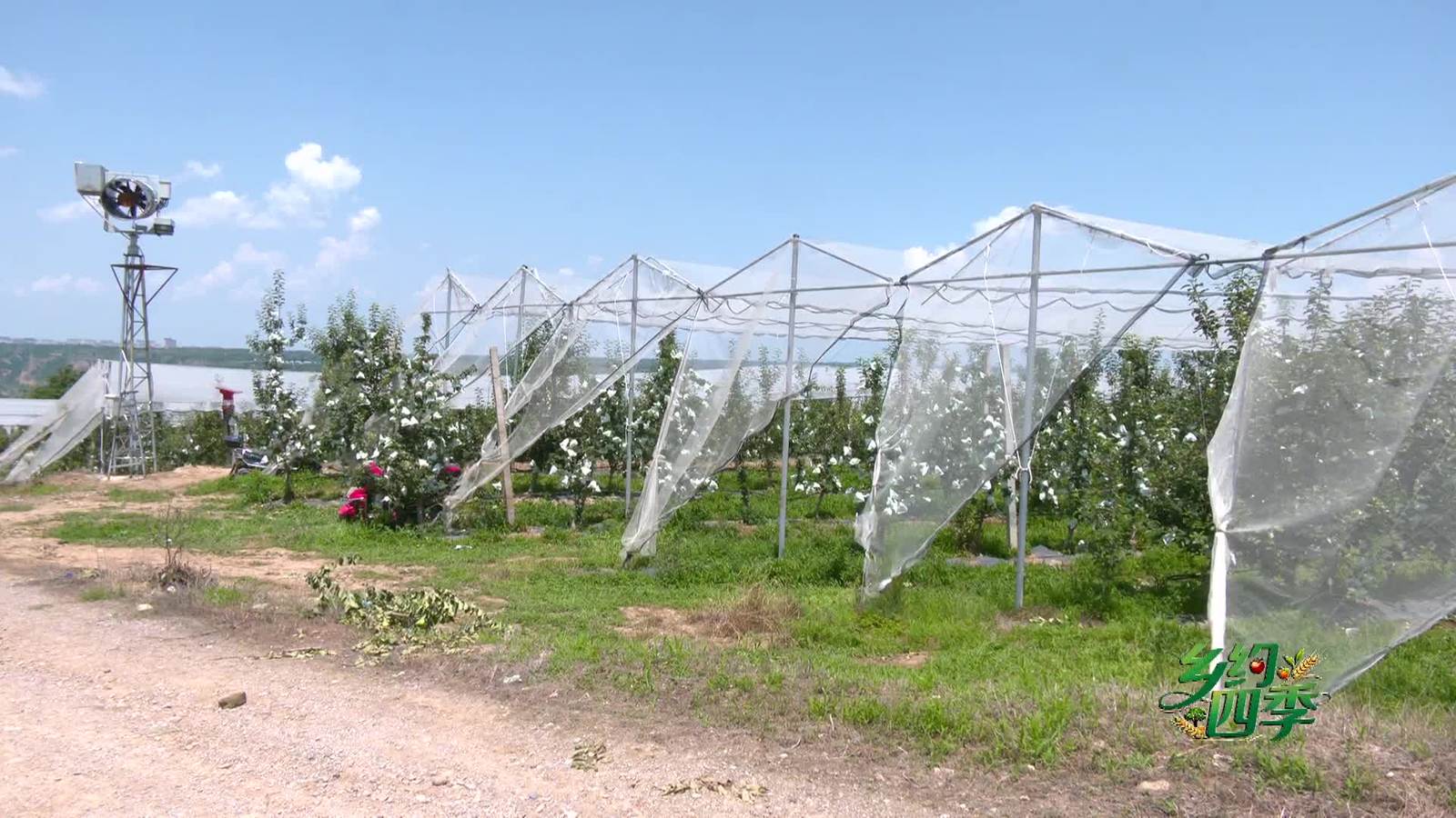 乡约四季丨聚焦夏管关键期 咸阳召开农作物病虫防控现场观摩会